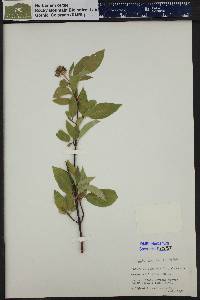 Cornus sericea subsp. sericea image