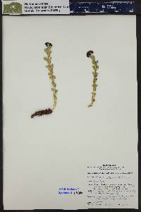 Tolmachevia integrifolia image