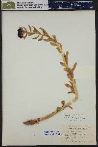 Tolmachevia integrifolia image