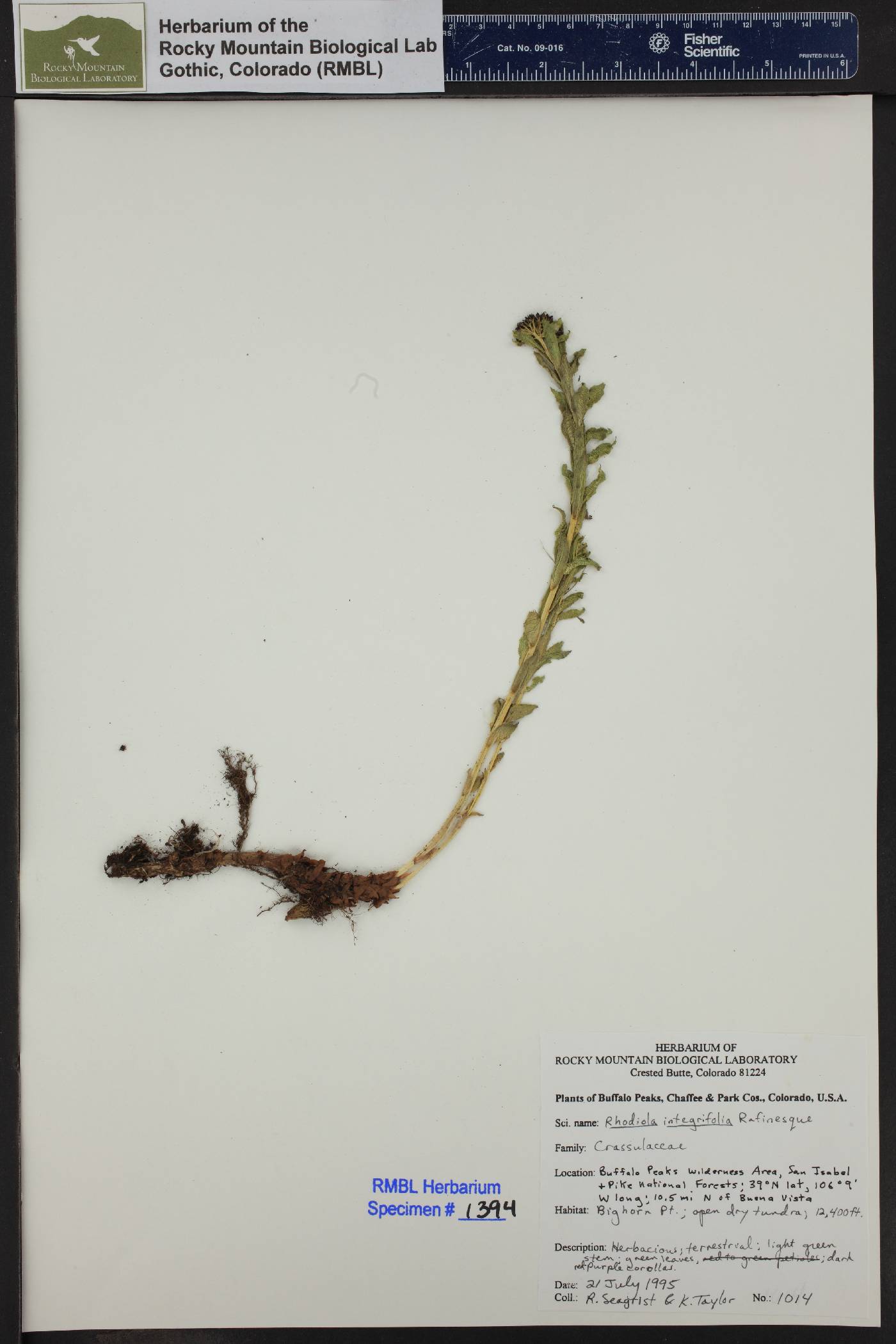 Tolmachevia image