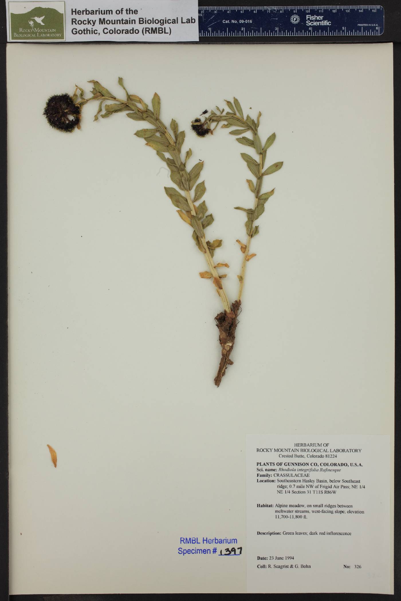 Tolmachevia integrifolia image