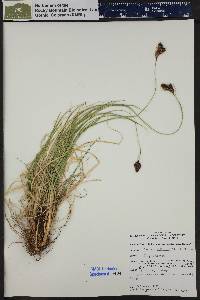 Carex albonigra image