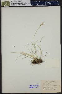 Carex aurea image