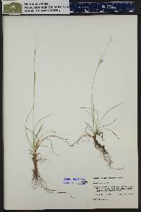 Carex capillaris image