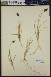 Carex chalciolepis image