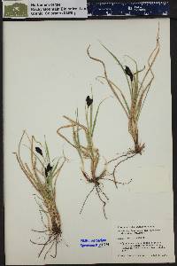 Carex chalciolepis image