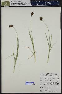 Carex chalciolepis image