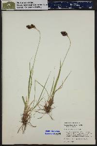 Carex chalciolepis image