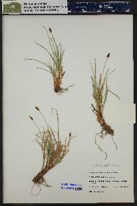 Carex nigricans image