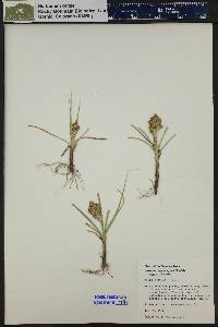 Carex douglasii image