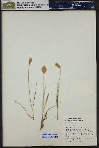 Carex douglasii image