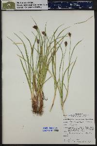 Carex ebenea image