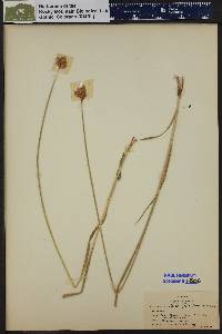 Carex egglestonii image