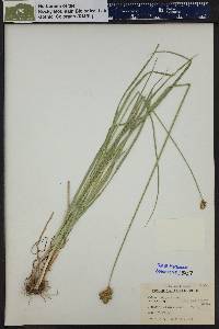 Carex egglestonii image
