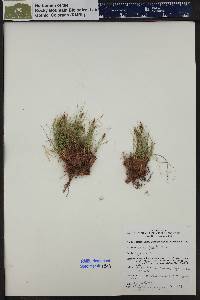 Carex elynoides image