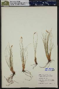 Carex elynoides image