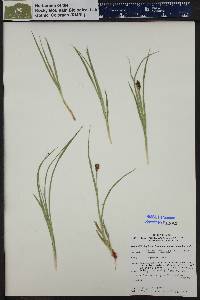 Carex ebenea image