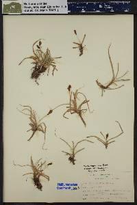 Carex nigricans image