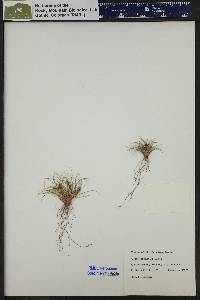 Carex hepburnii image