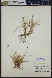 Carex nigricans image