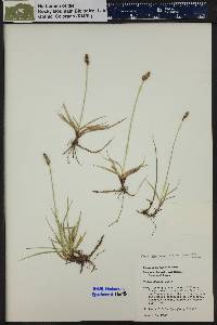 Carex hallii image