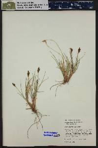 Carex phaeocephala image