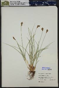 Carex phaeocephala image