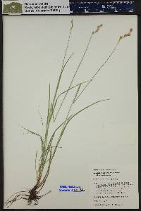 Carex praticola image