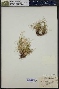 Carex rupestris image