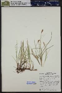 Carex duriuscula image