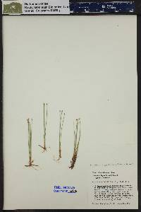 Eleocharis quinqueflora image