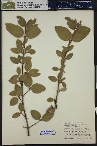 Shepherdia canadensis image