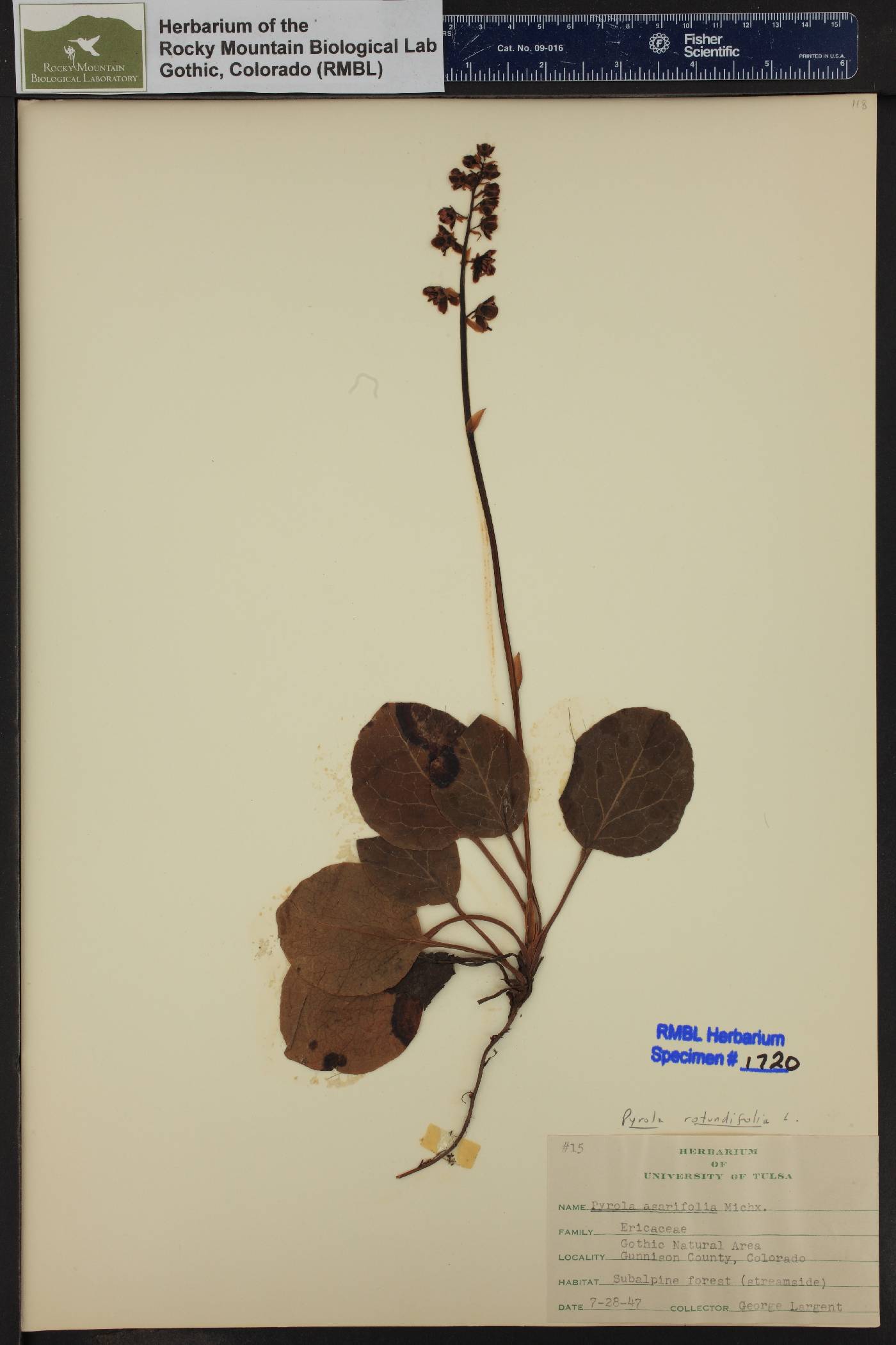 Pyrola rotundifolia image