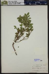 Vaccinium myrtillus image