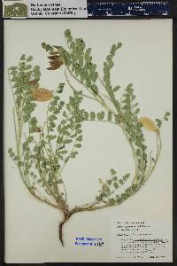 Astragalus oophorus image