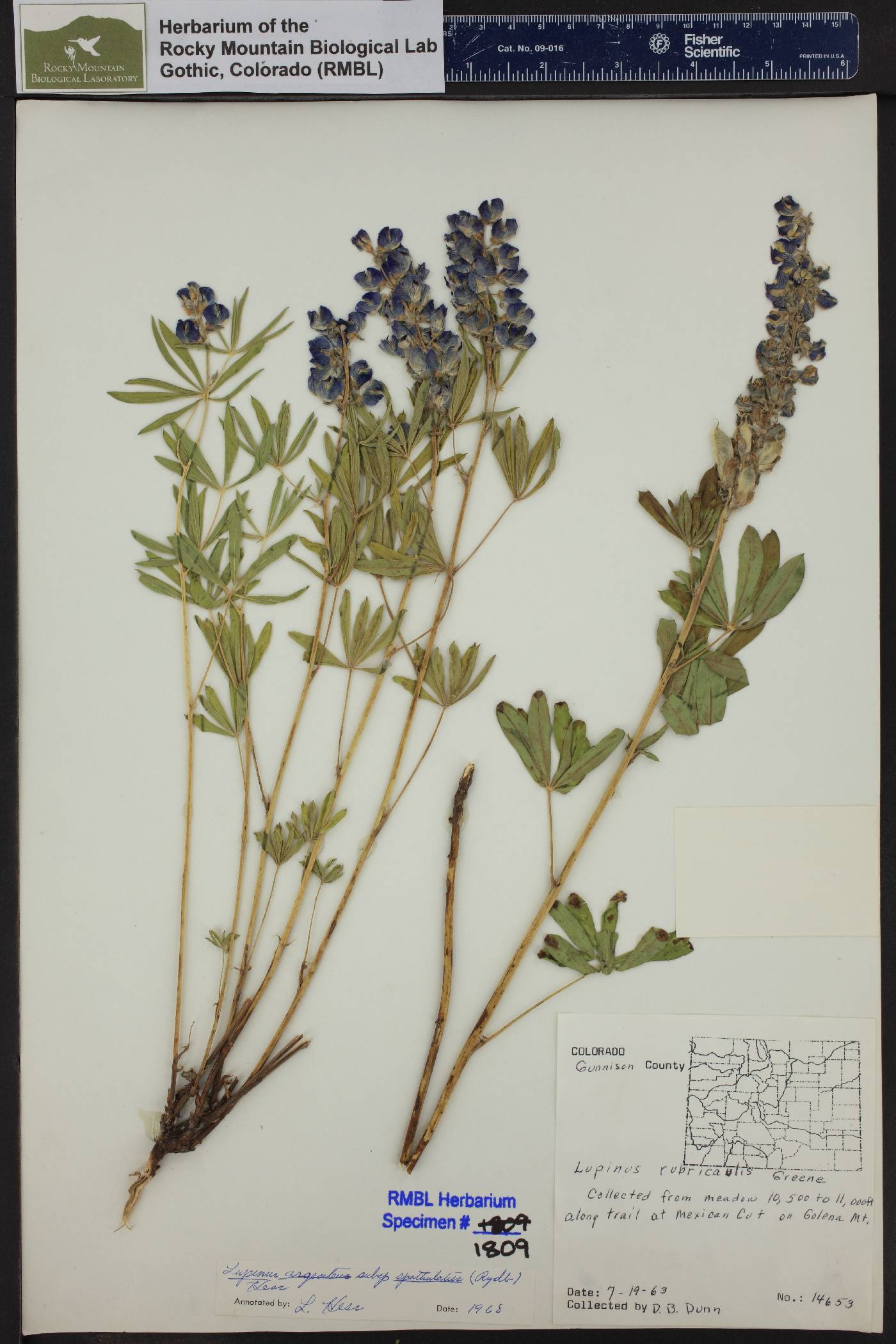 Lupinus argenteus subsp. spathulatus image