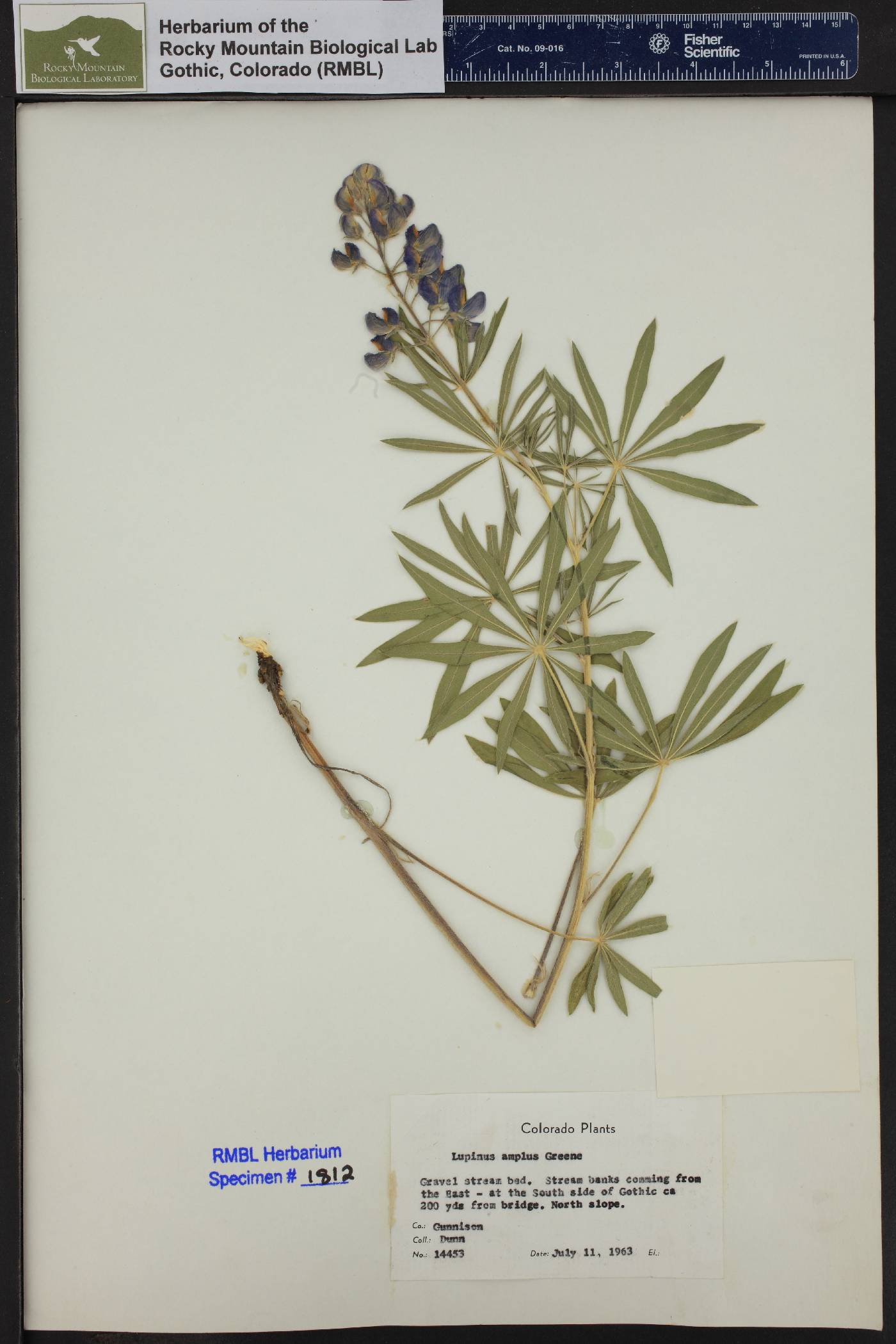 Lupinus amplus image