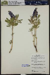 Lupinus bakeri image