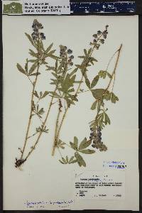 Lupinus argenteus subsp. spathulatus image