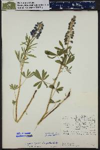 Lupinus argenteus subsp. spathulatus image