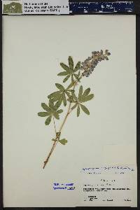 Lupinus argenteus subsp. spathulatus image