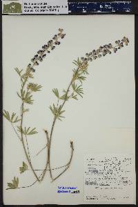 Lupinus caudatus image