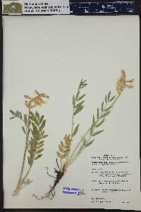 Oxytropis sericea image