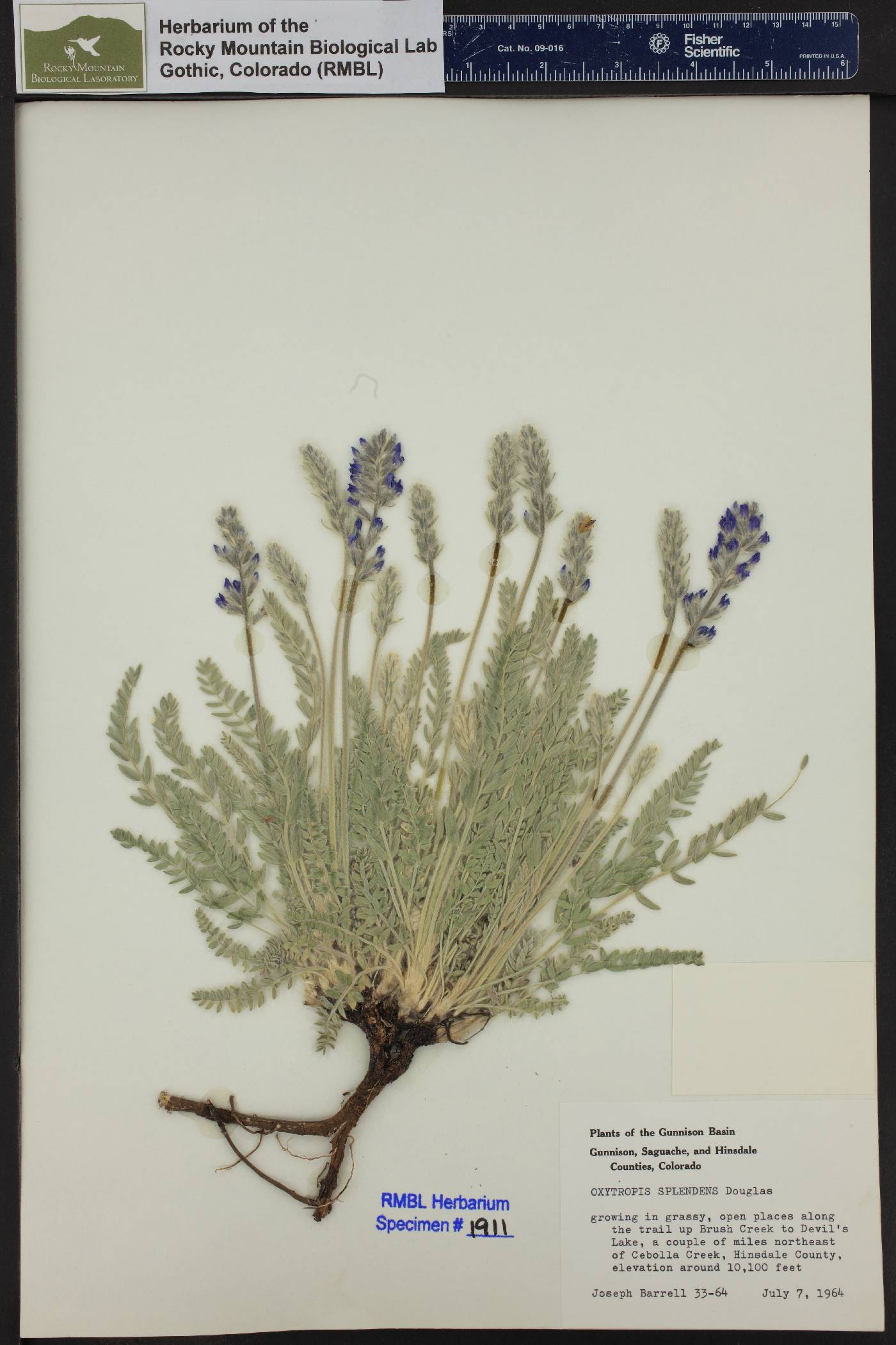 Oxytropis splendens image