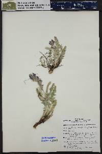 Oxytropis splendens image