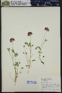 Trifolium wormskioldii image