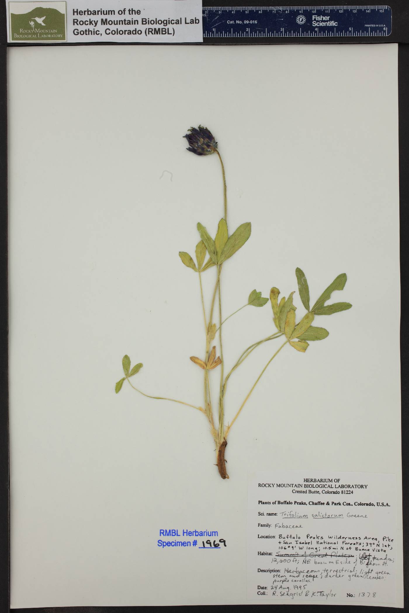 Trifolium salictorum image