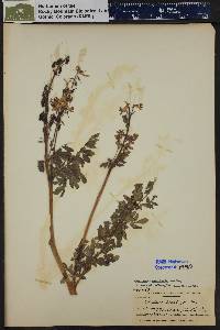 Corydalis caseana subsp. brandegeei image