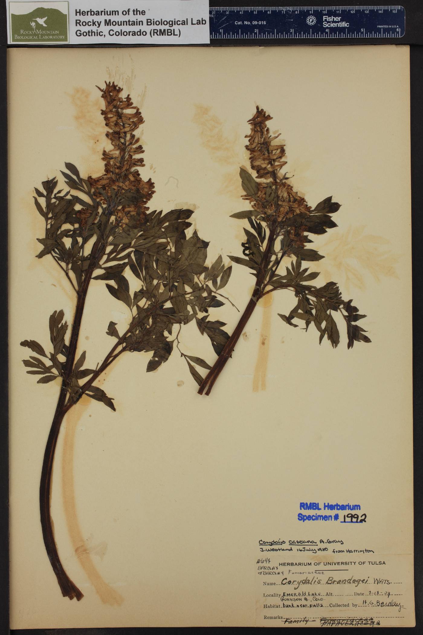 Corydalis caseana subsp. brandegeei image