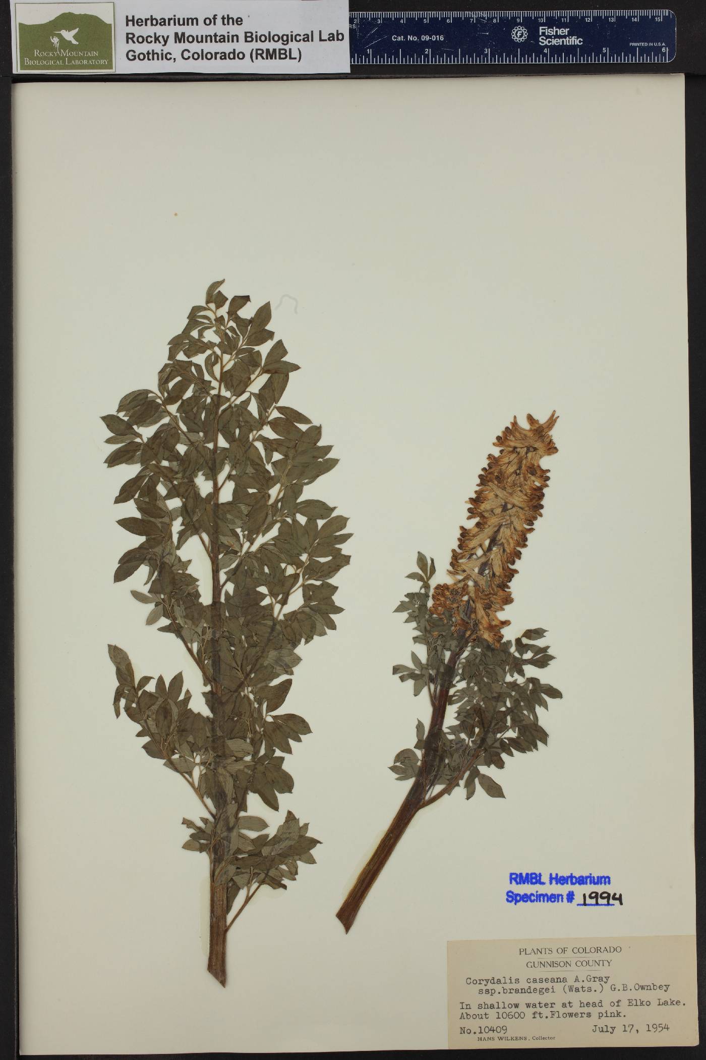 Corydalis caseana subsp. brandegeei image